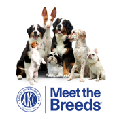 AKC - Meet the Breeds