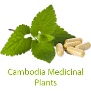 ANT Khmer Medicinal Plant 2016