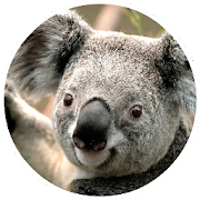 Australian Animals - Quiz