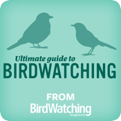 Ultimate Guide to Birdwatching