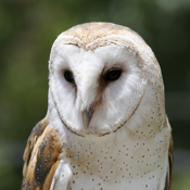 Owl Pellet Activities Lite