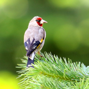 Bird Song/Photo Identification
