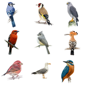 Bird Quiz - Name the Bird!