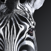 Investec Business Banking