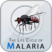 The Life Cycle of Malaria