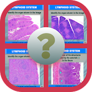 Anatomy Online Quiz: Lymphoid System