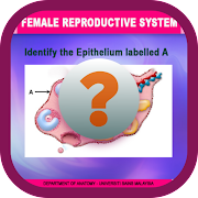 Anatomy Online Quiz: Female Reproductive System